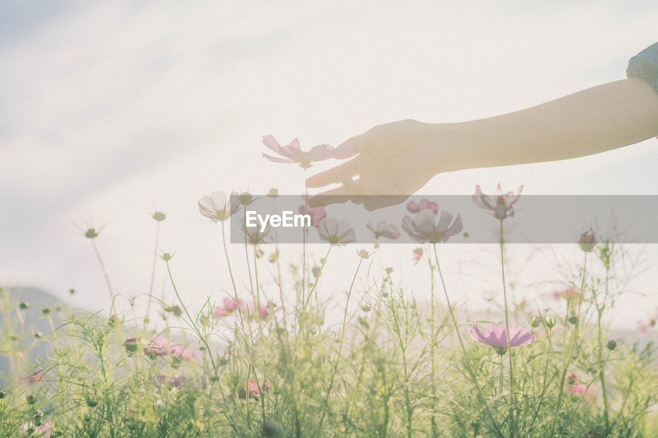 Close-up of hand touching flowering plants against sky