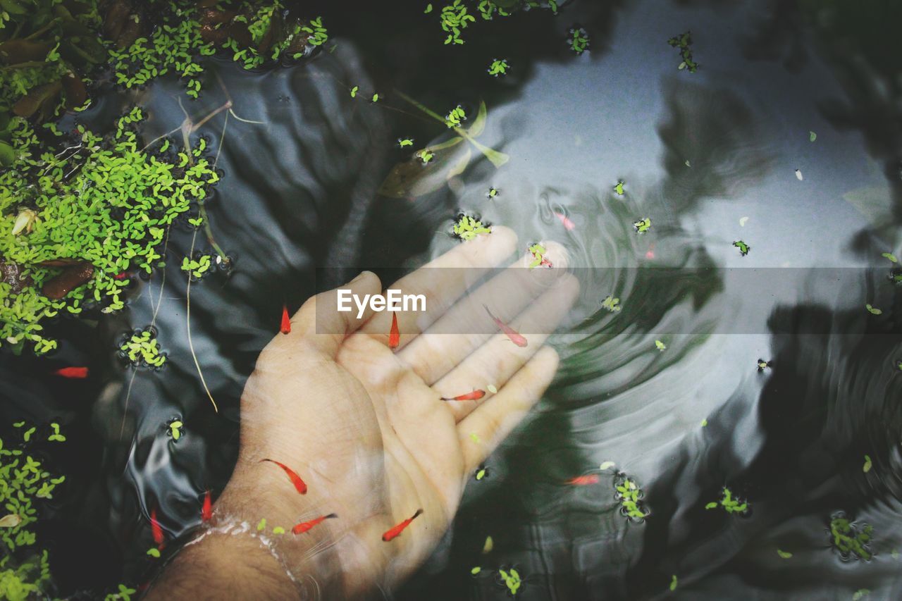 Cropped hand in pond with fish