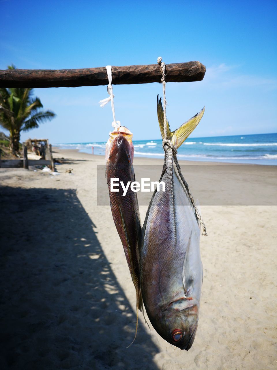 VIEW OF FISH HANGING ON BEACH