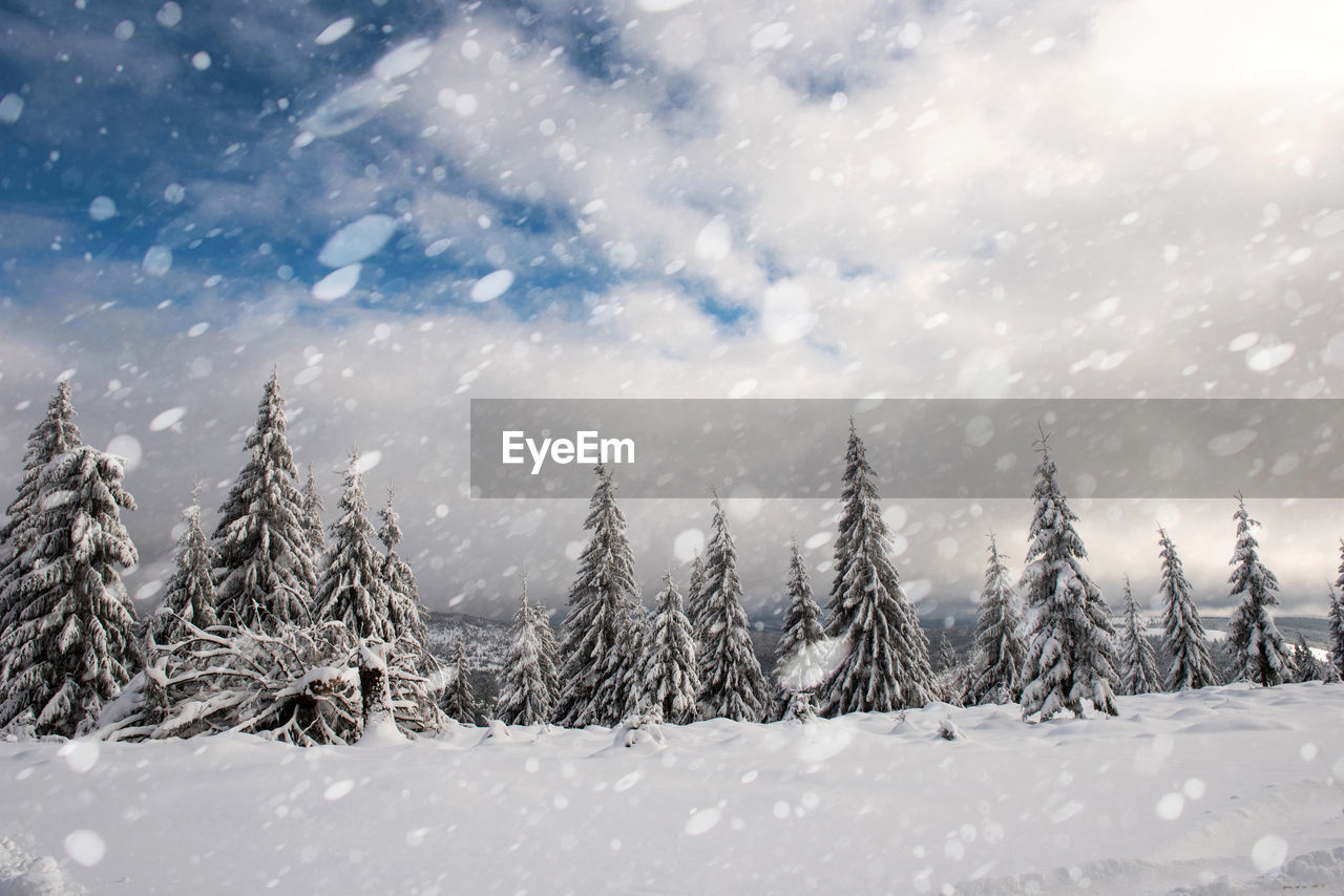 Snow covered pine trees against sky