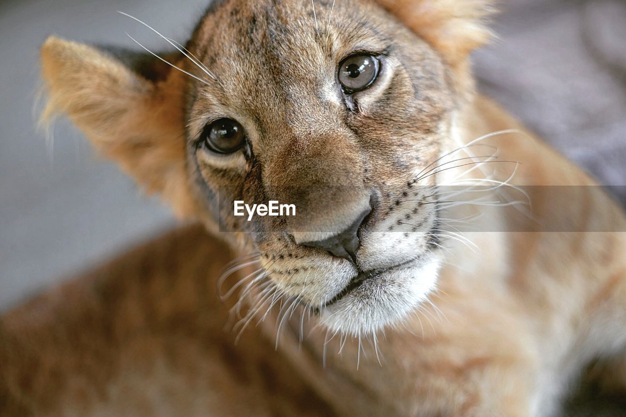 Close-up of lion cub lying down