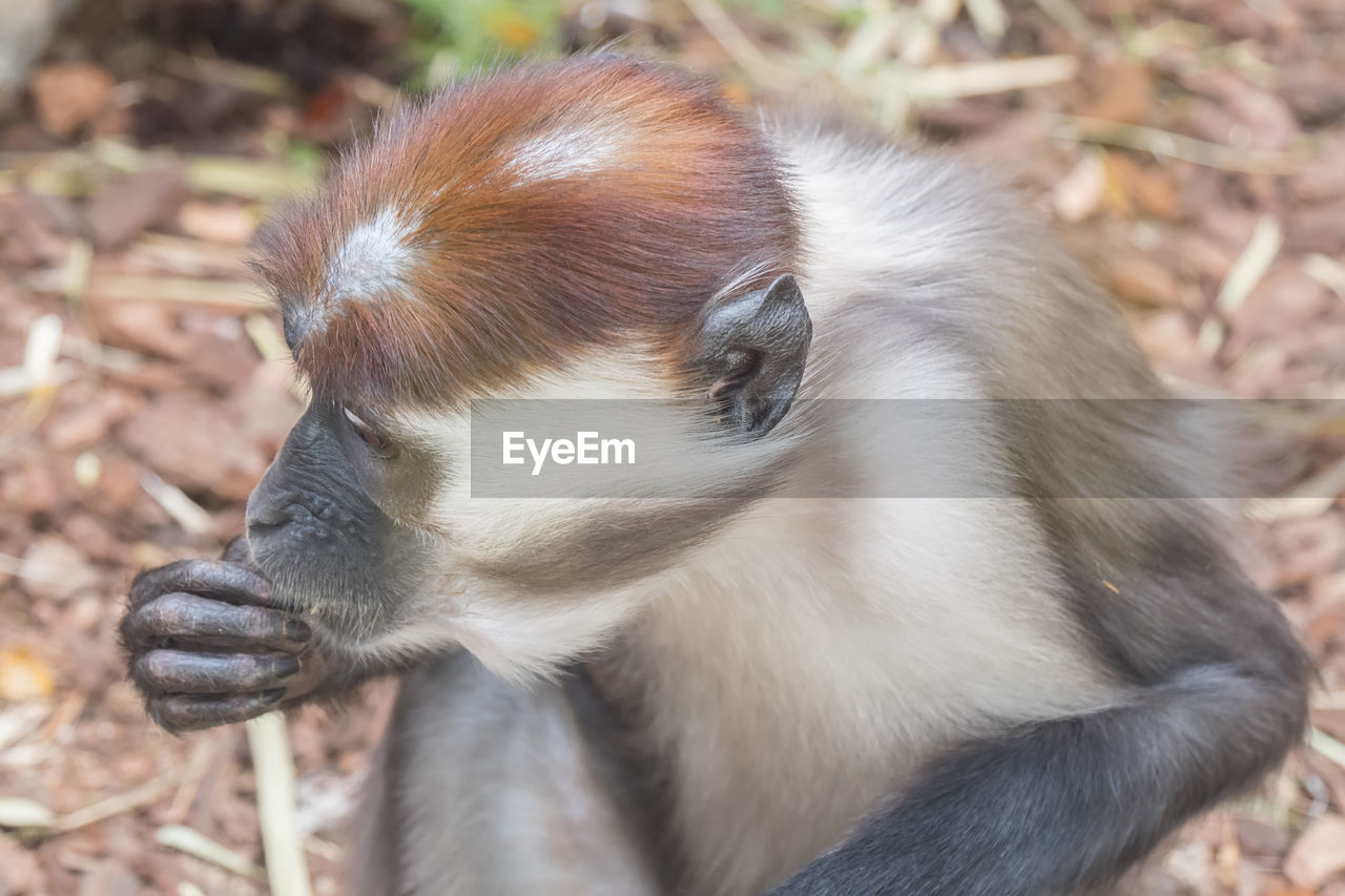 animal themes, animal, one animal, animal wildlife, mammal, wildlife, monkey, primate, old world monkey, no people, zoo, nature, animal body part, close-up, outdoors, day, focus on foreground, land, animal hair