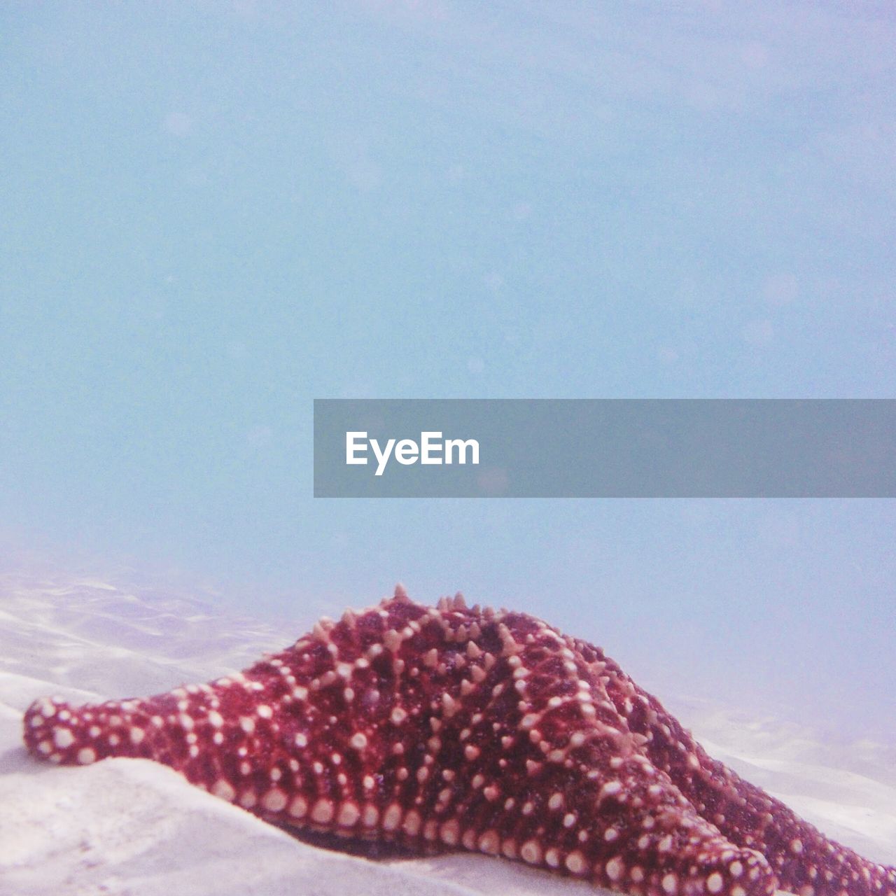 sea life, nature, animal themes, fish, one animal, no people, animals in the wild, close-up, underwater, beauty in nature, sea, water, day, outdoors, red, swimming, undersea, sky