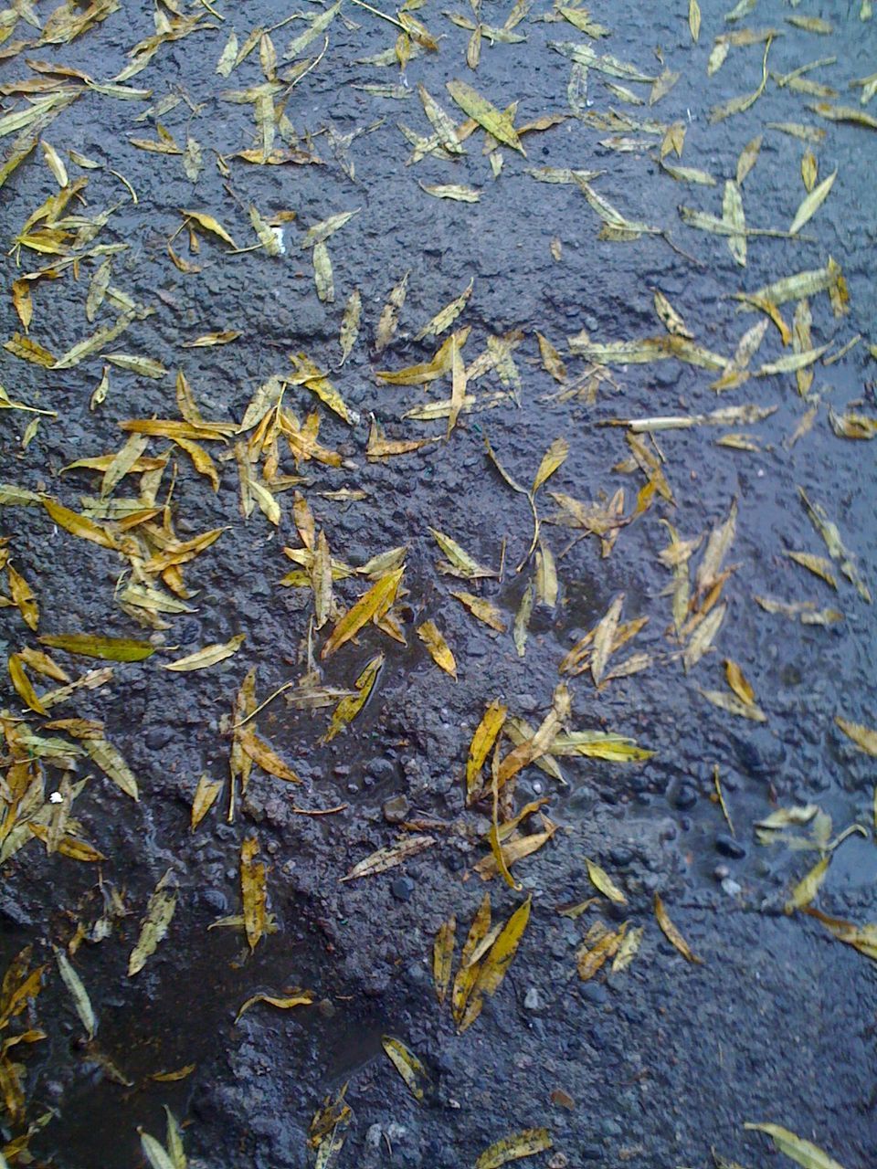 Directly above view of fallen leaves on wet rock