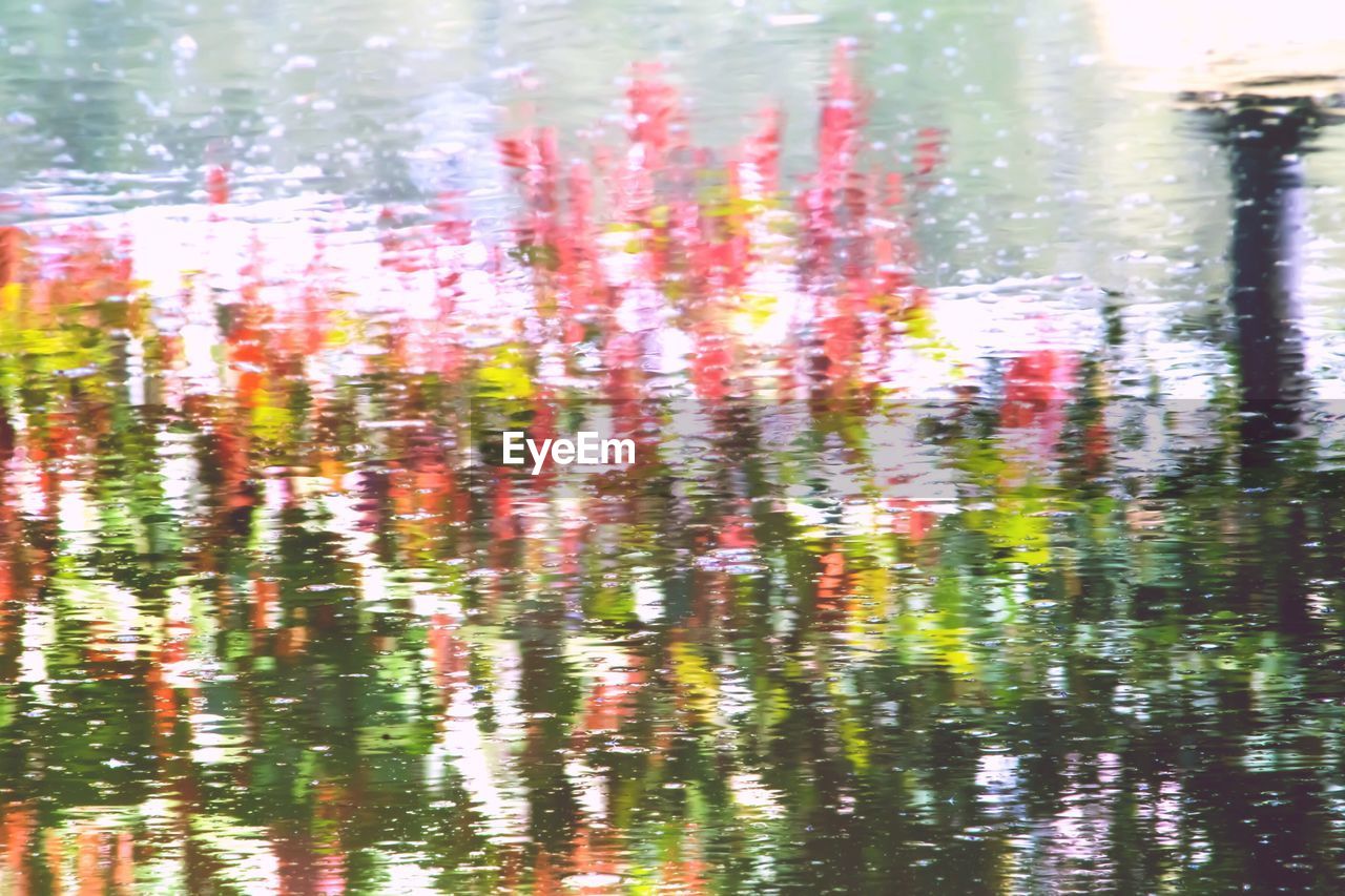 CLOSE-UP OF PINK WATER LILY