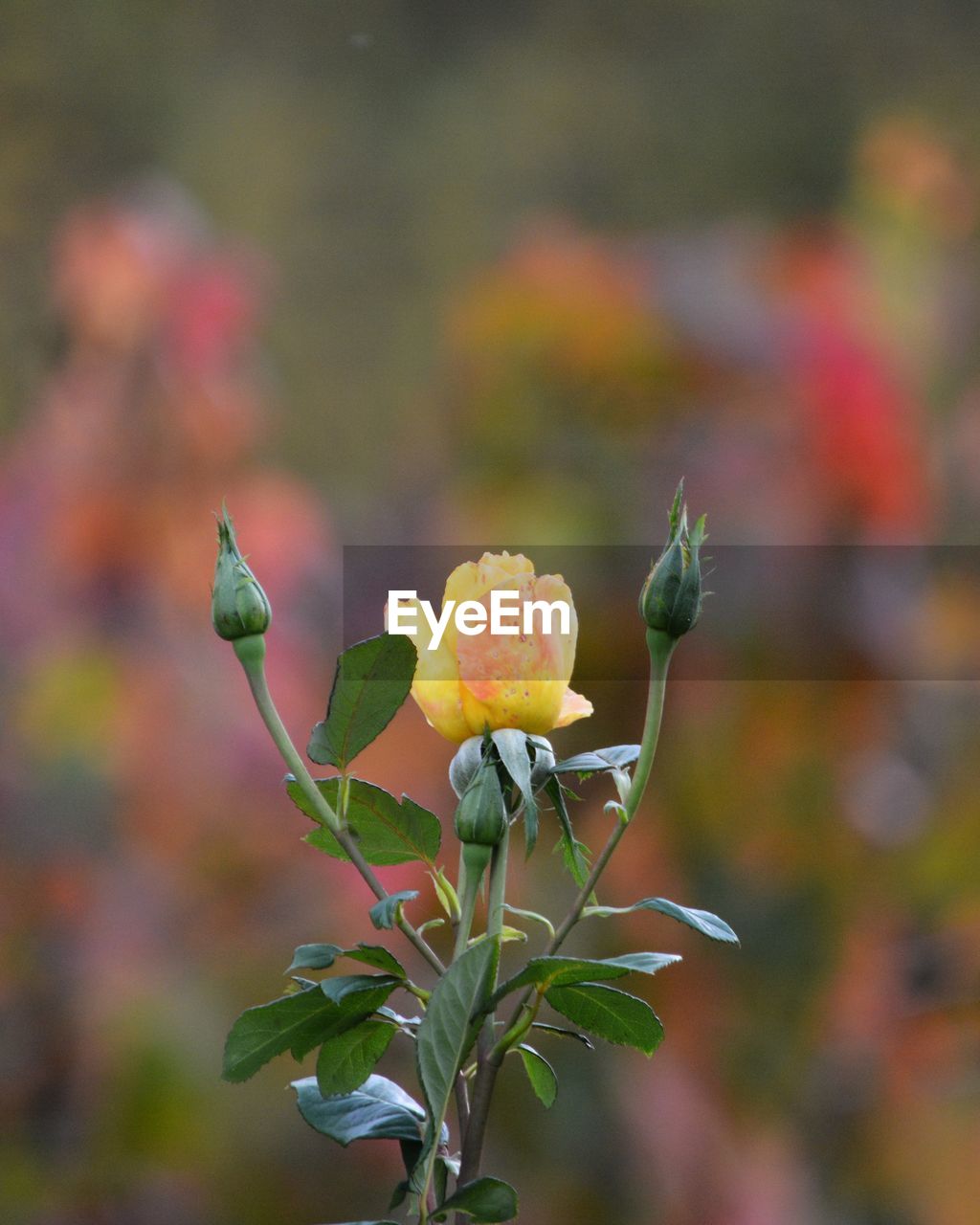 CLOSE-UP OF FLOWER GROWING ON PLANT