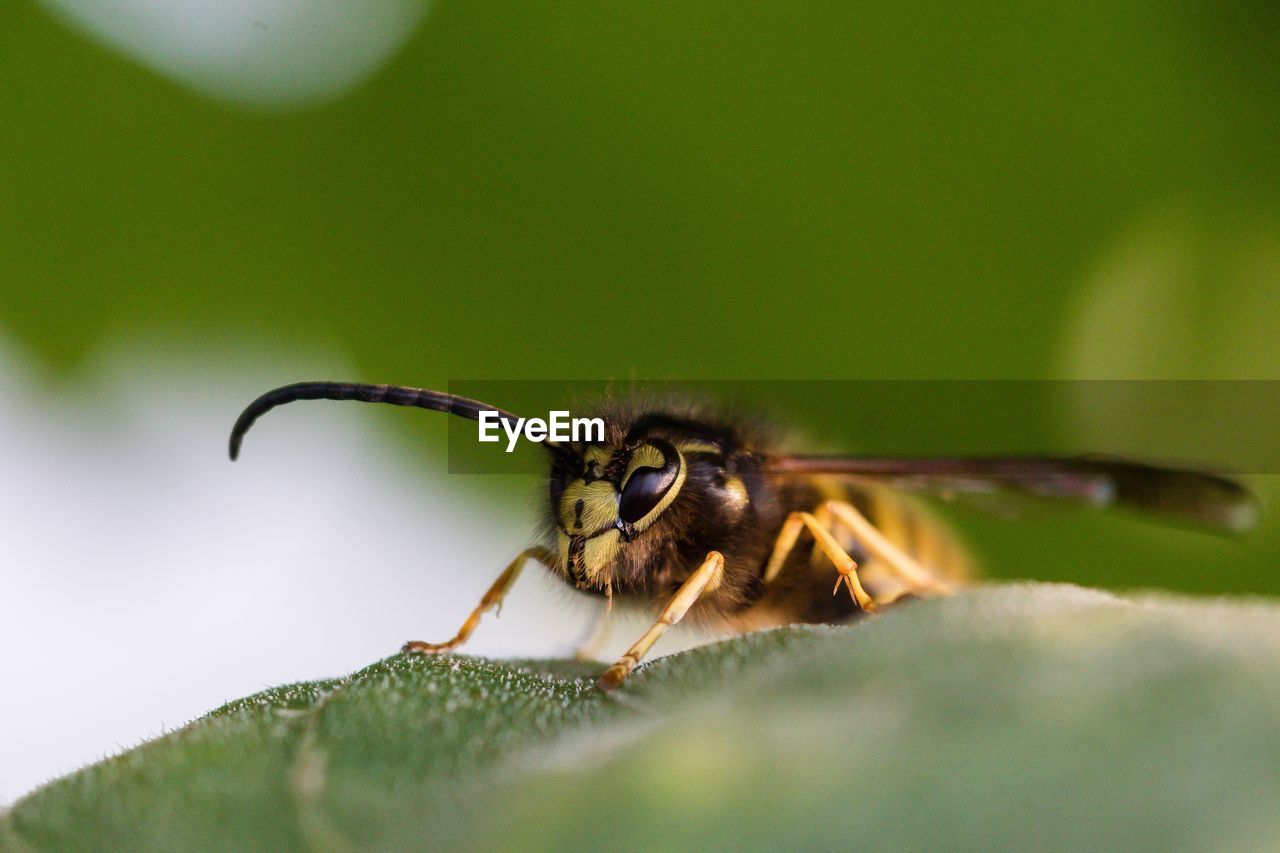 Close-up of bee on leaf