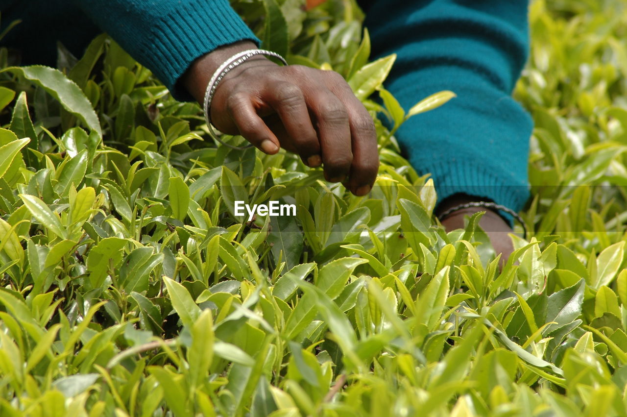 Cropped image of person picking leaves