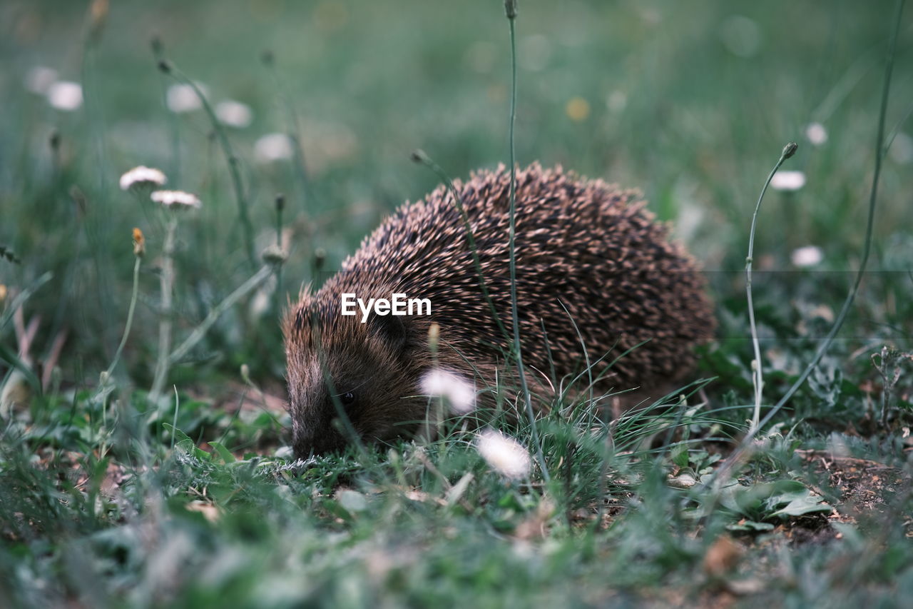 Hedgehog in wildlife 