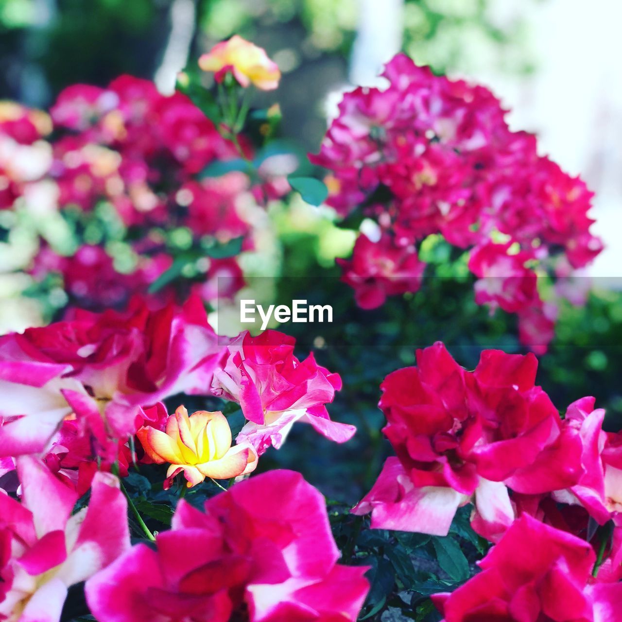 CLOSE-UP OF FRESH PINK FLOWERS IN PARK