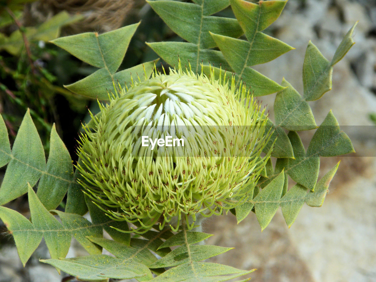 CLOSE-UP OF FRESH GREEN PLANTS