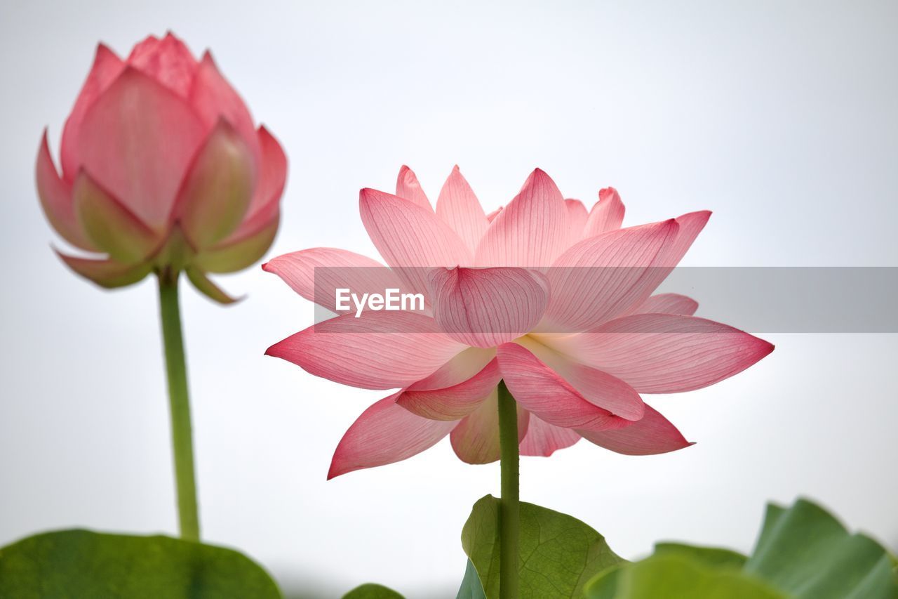 Close-up of pink flower