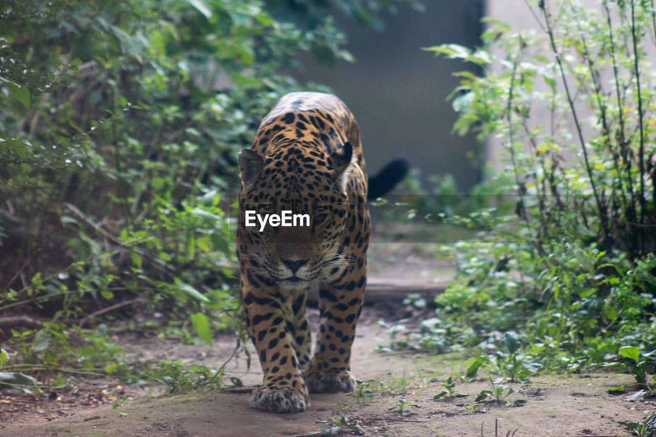 Leopard in forest