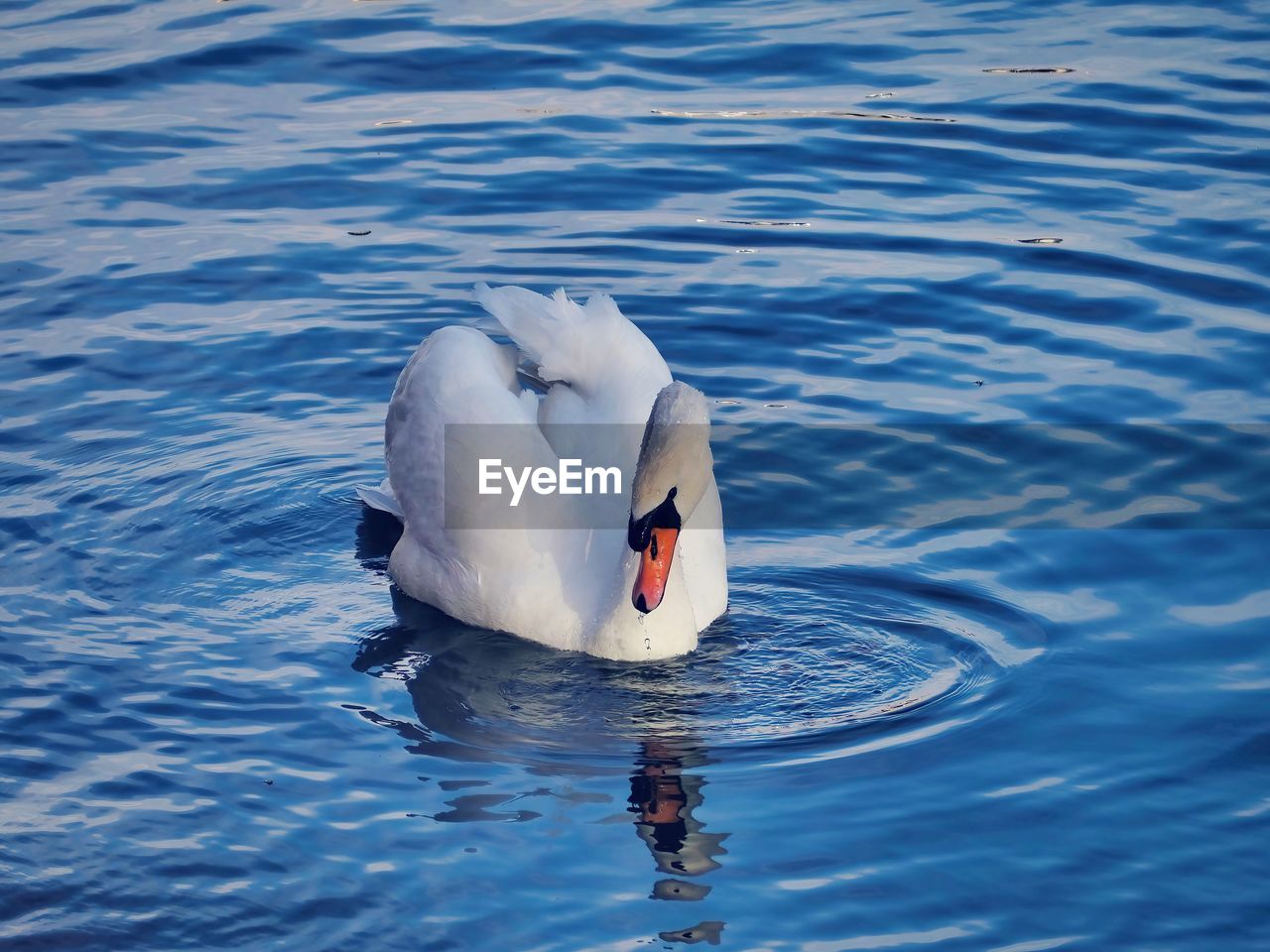 animal themes, water, animal, animal wildlife, wildlife, bird, swan, one animal, swimming, water bird, nature, lake, no people, rippled, ducks, geese and swans, day, reflection, beak, outdoors, waterfront, mute swan, animal body part, duck