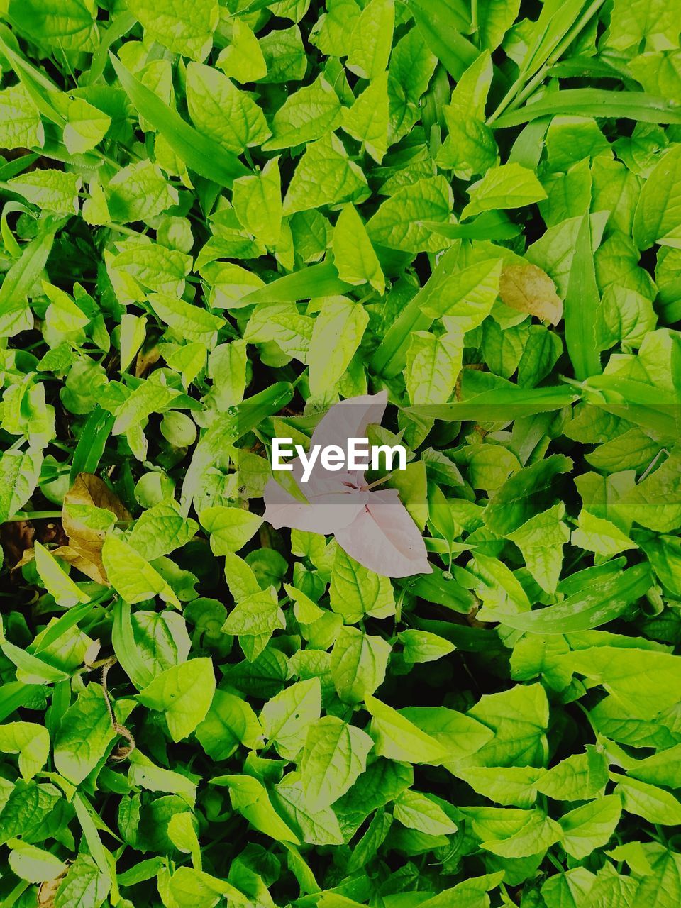 HIGH ANGLE VIEW OF IRIS BLOOMING IN PLANT