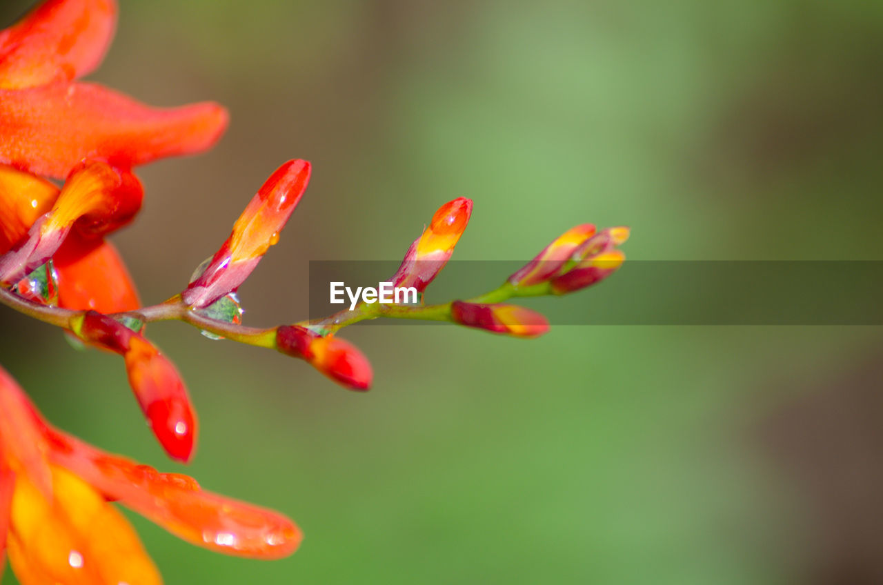 CLOSE-UP OF RED FLOWER