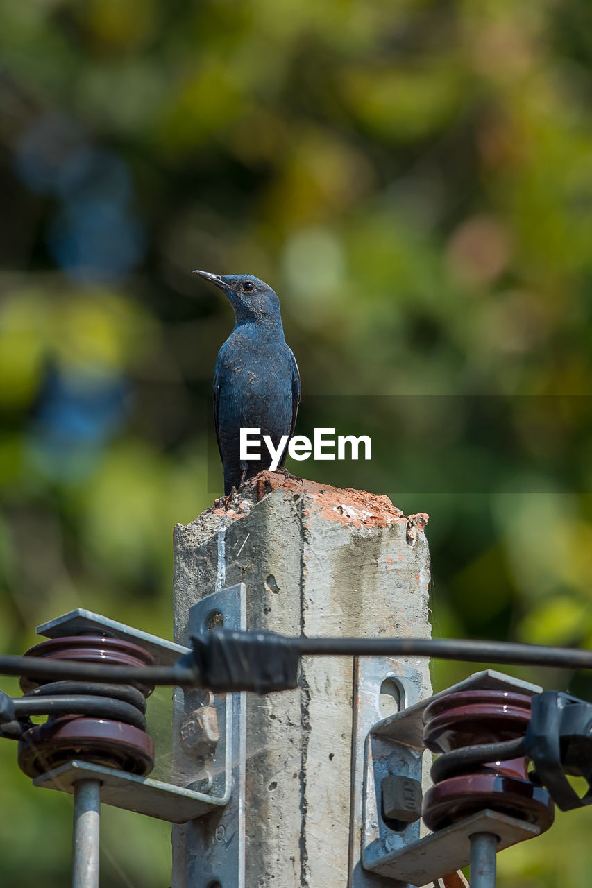 CLOSE-UP OF SPARROW PERCHING ON METAL