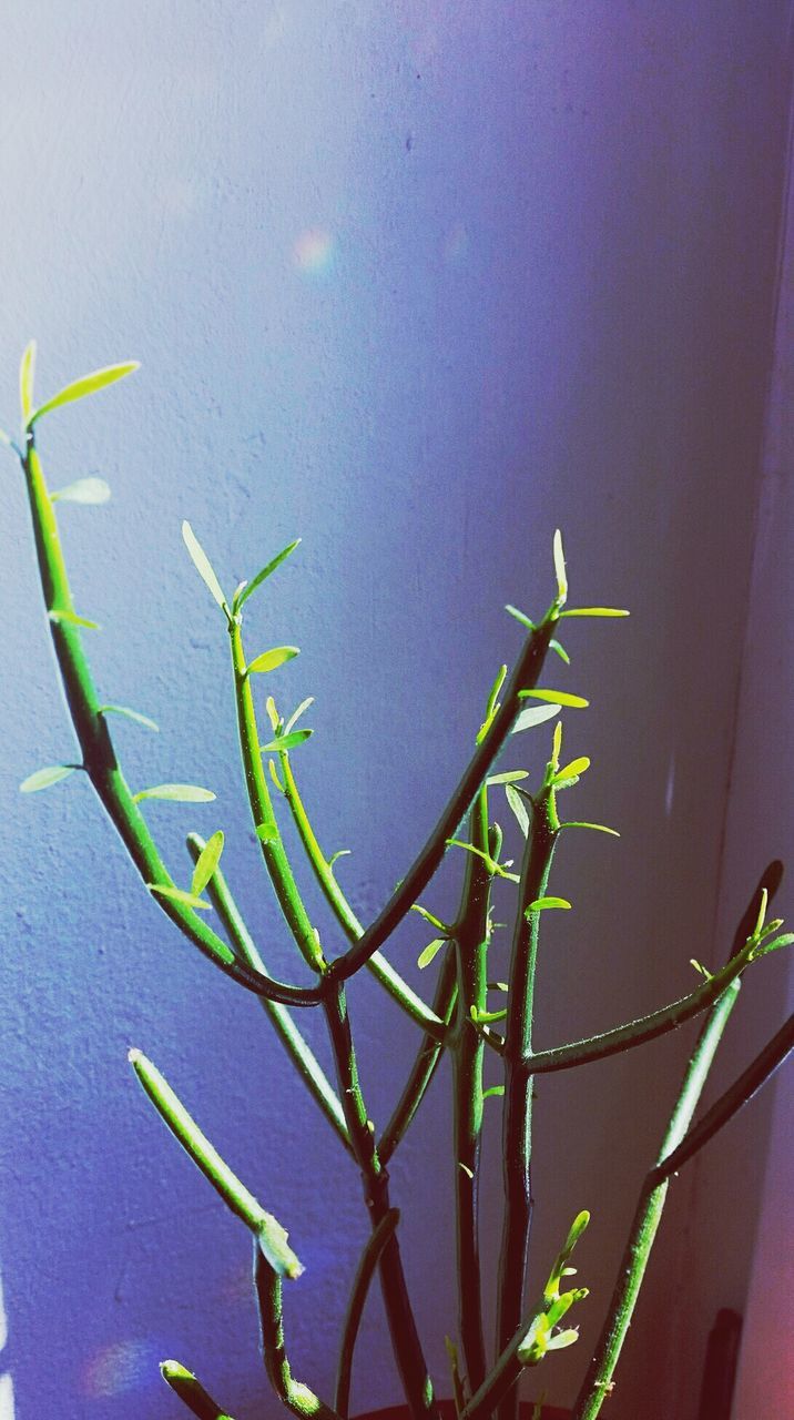 PLANTS GROWING ON A TREE