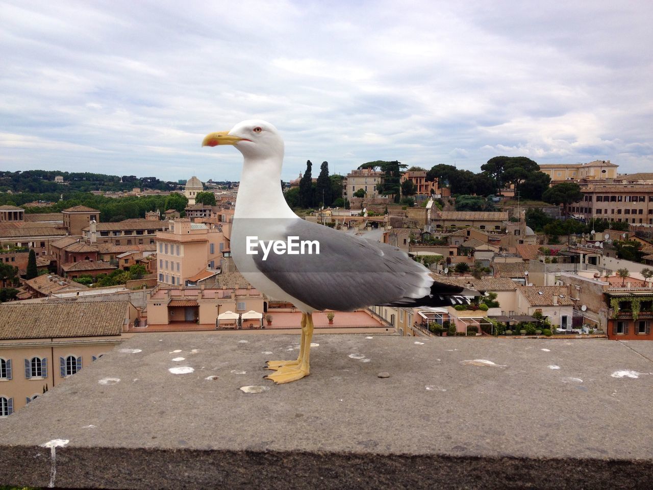 Seagull perching on retaining wall against city