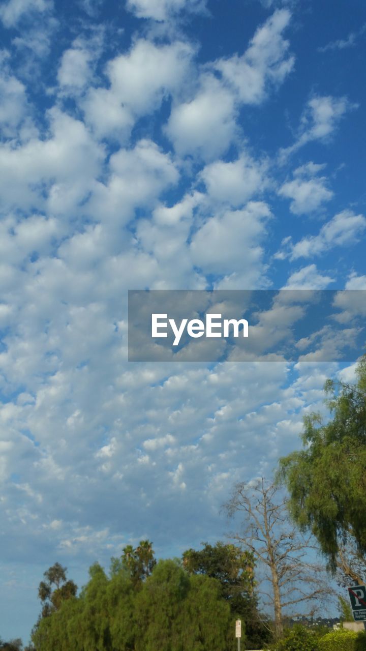 TREES AGAINST CLOUDY SKY