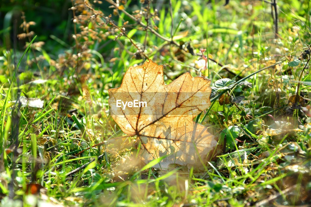 CLOSE-UP OF DRY MAPLE LEAVES ON TREE