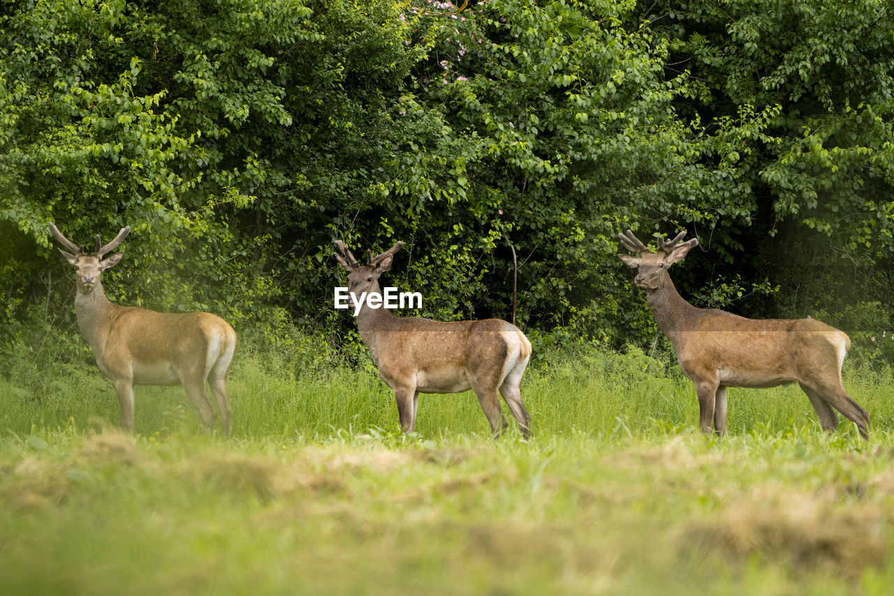 Deer standing on grassy field