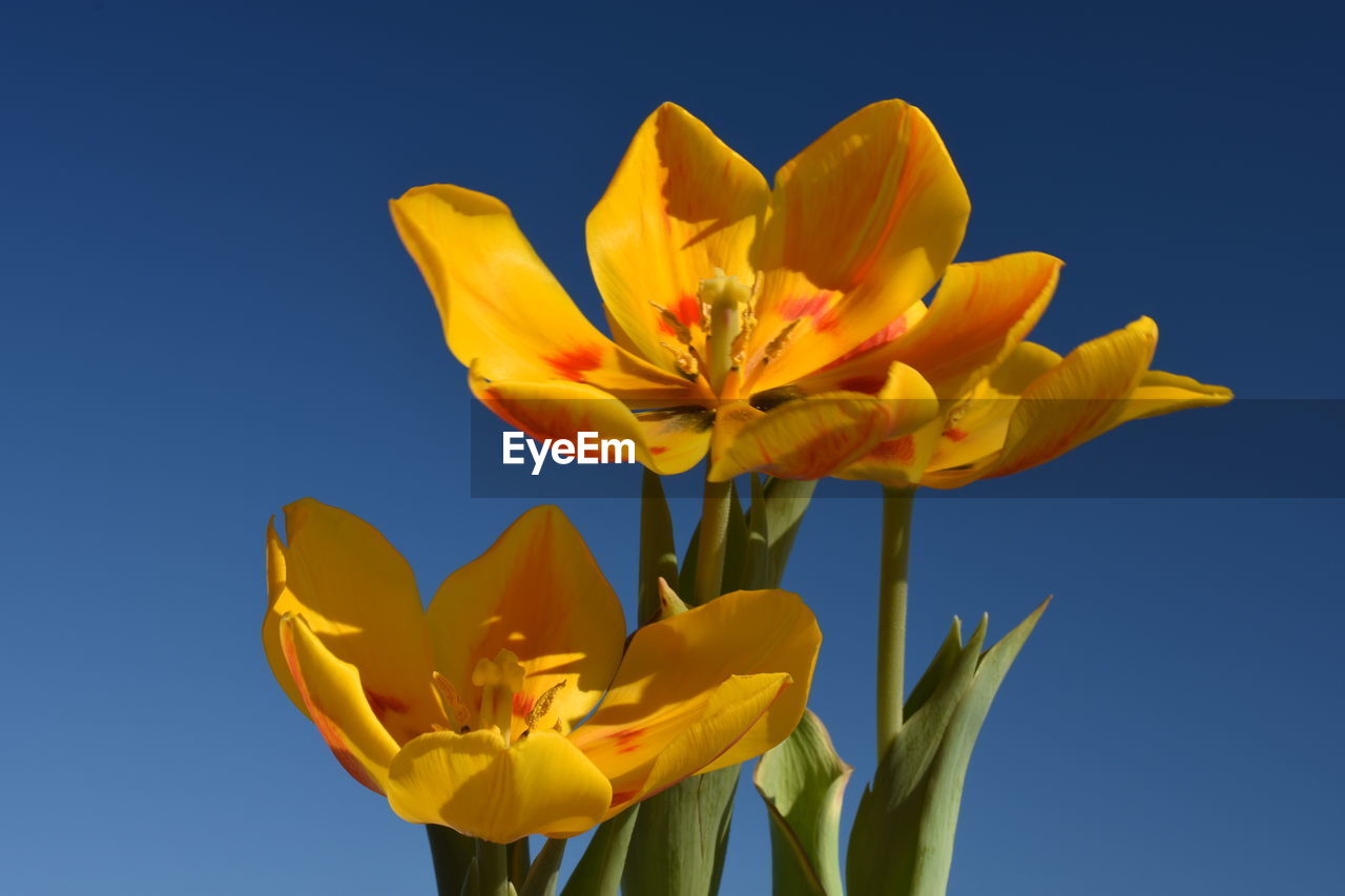 Yellow flowers against clear sky