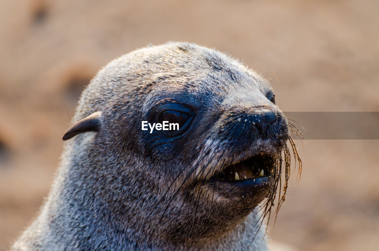 Close-up portrait of cape fur seal, cape cross seal reserve, namibia