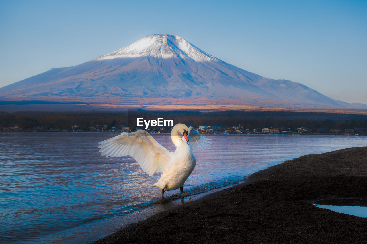 Swan wading in sea against mountain