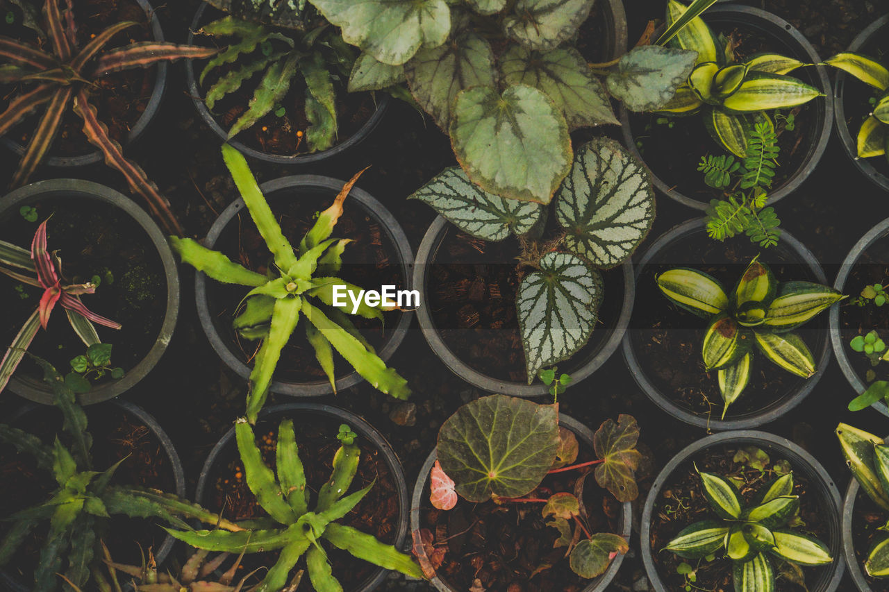 High angle view of potted plants