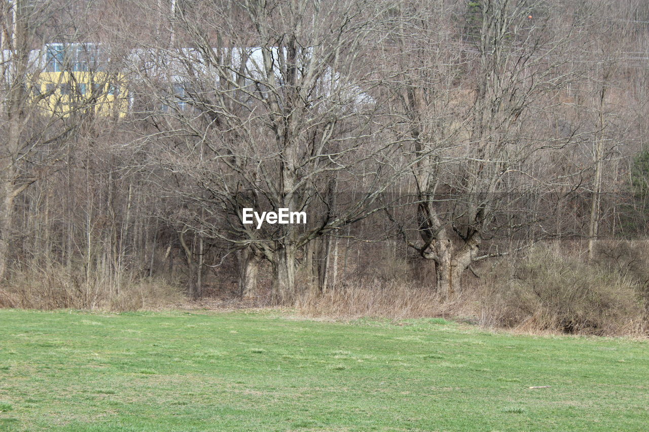 TREES ON GRASSY FIELD