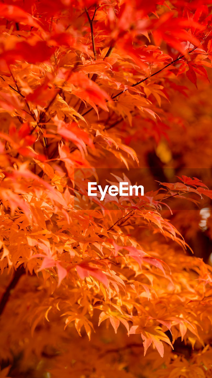 autumn, leaf, plant part, orange color, tree, nature, maple, maple leaf, beauty in nature, maple tree, no people, branch, red, plant, close-up, outdoors, backgrounds, day, tranquility, sunlight, selective focus, yellow, land, autumn collection, full frame