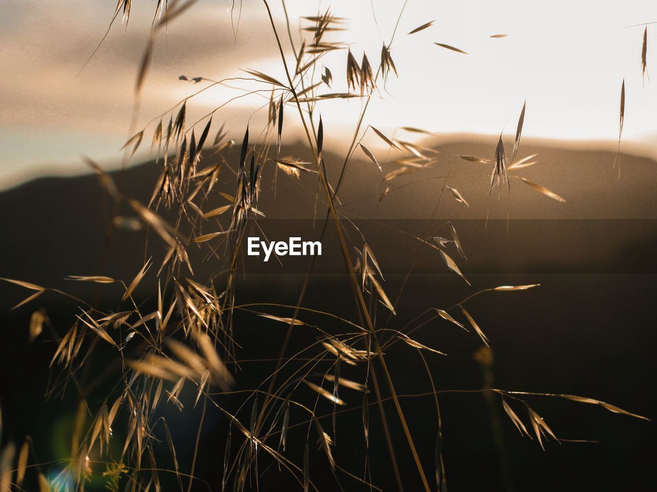 CLOSE-UP OF GRASS GROWING ON FIELD AGAINST SKY