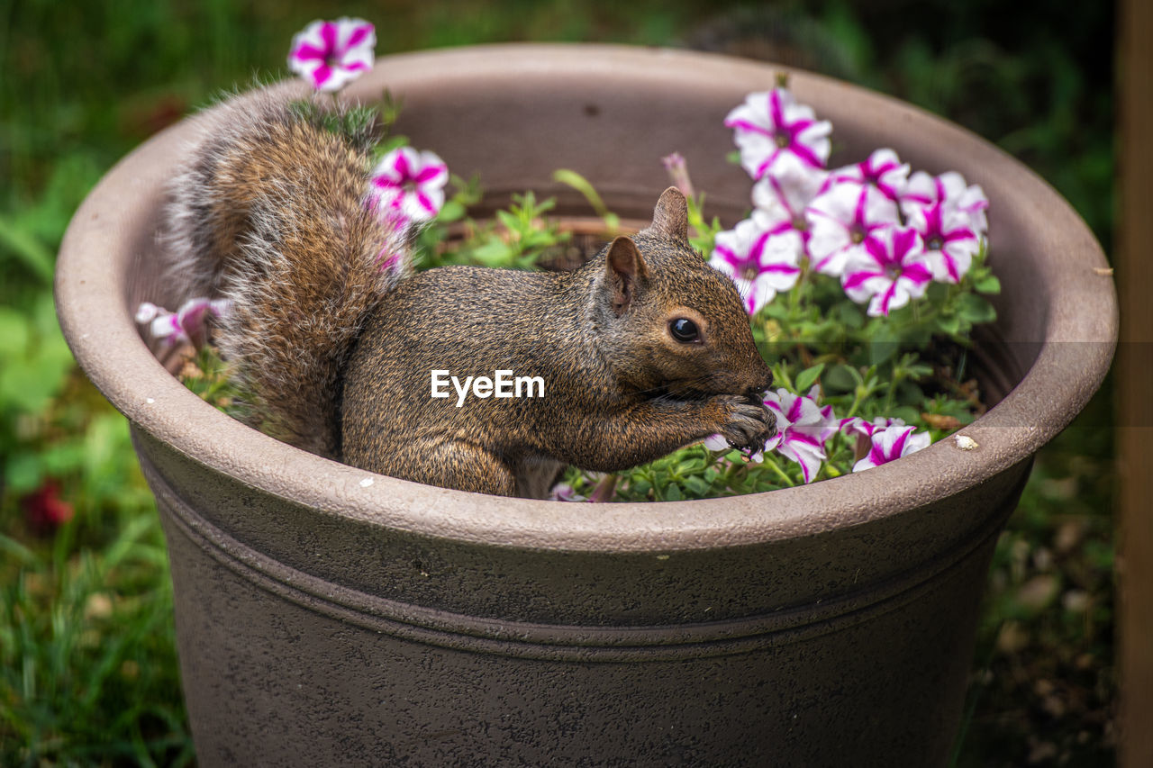 Close-up of squirrel on flower pot