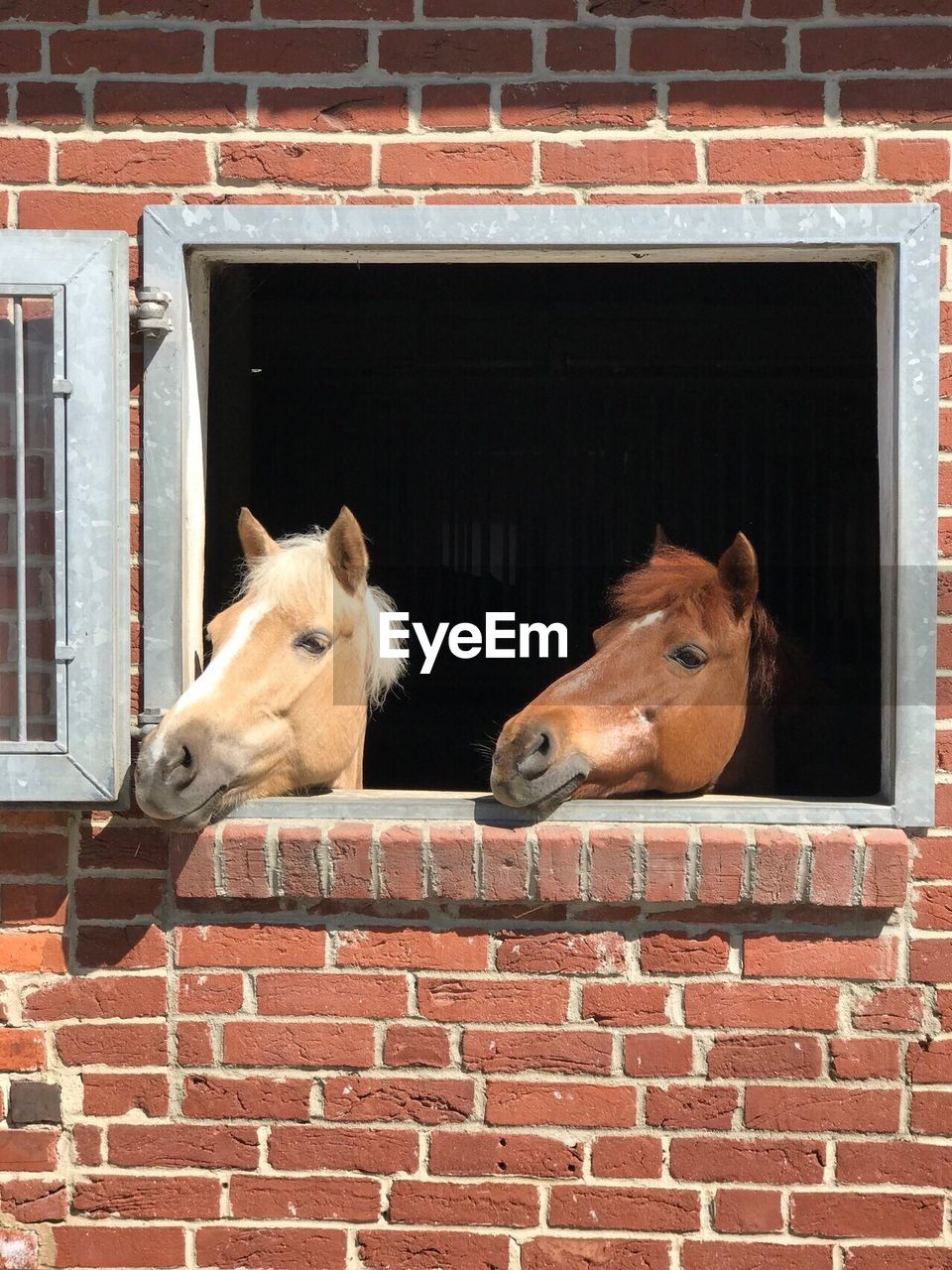 Horses peeking through window