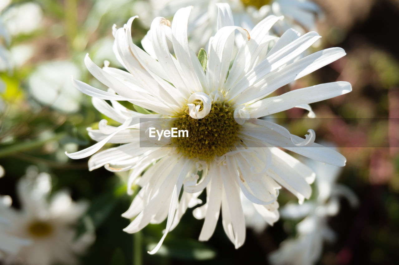 Close-up of white flowering plant