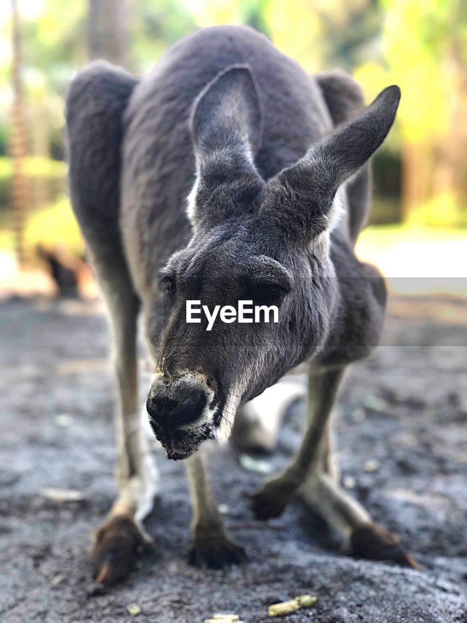 Close-up portrait of kangaroo