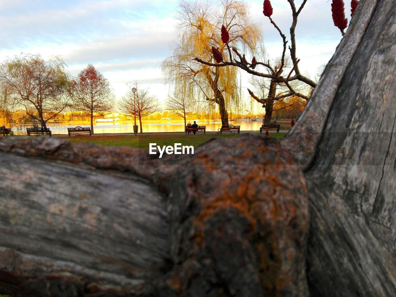 Close-up of tree trunk at park