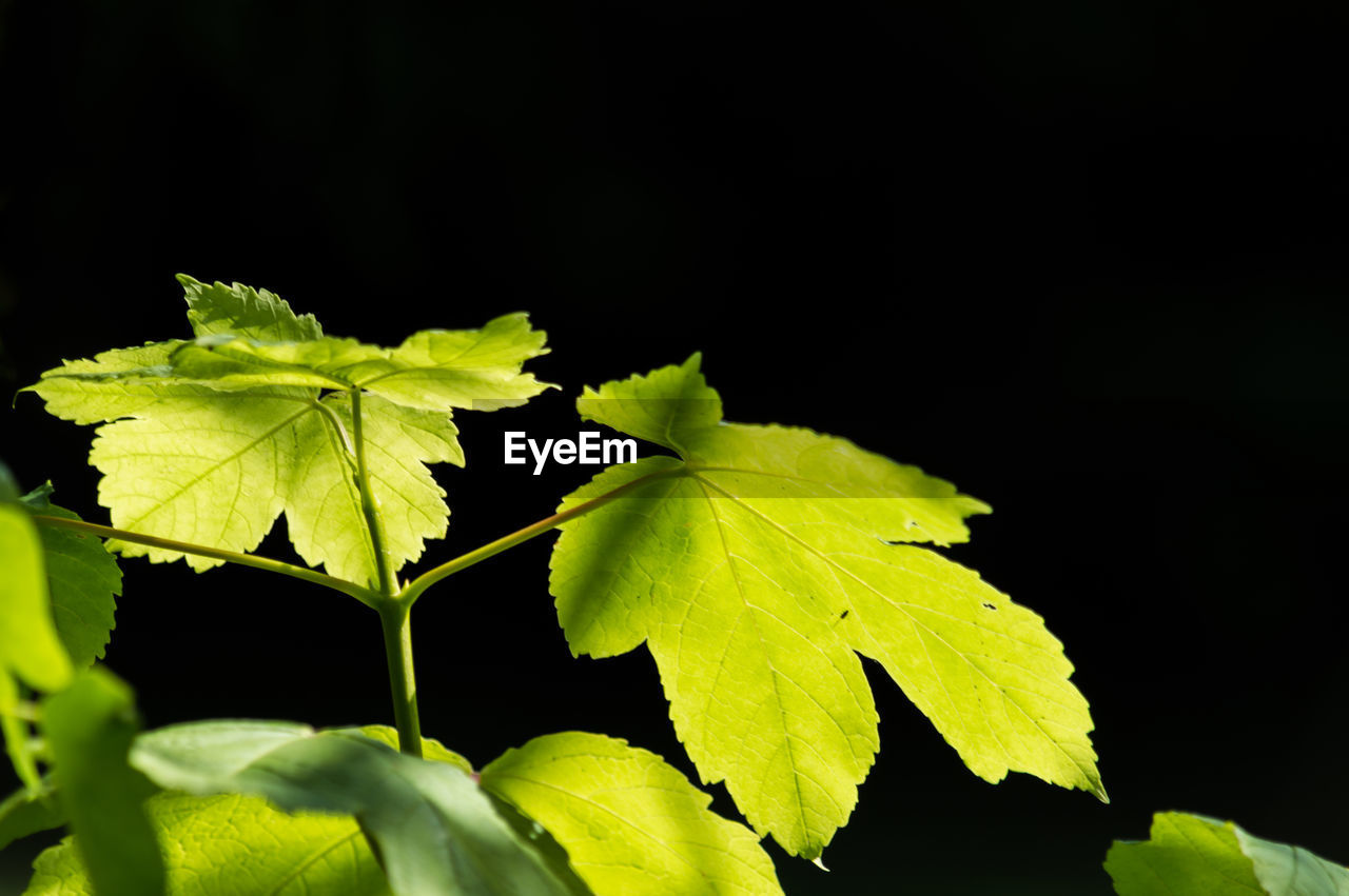 Close-up of green leaves at night