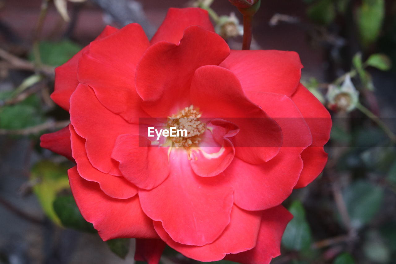 Close-up of red rose flower