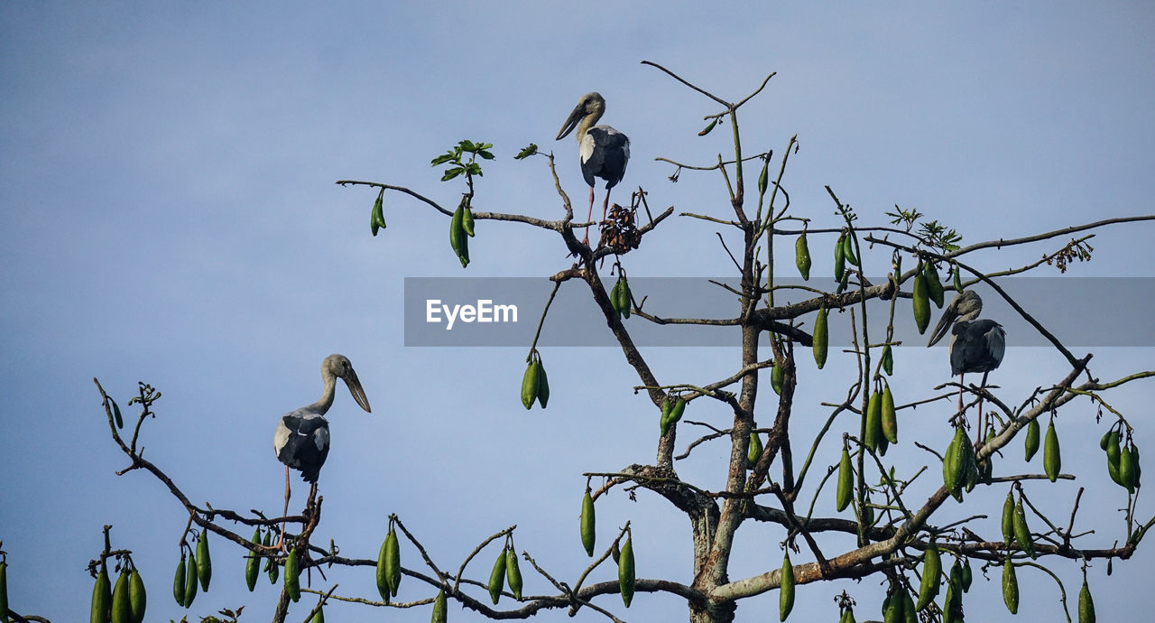 LOW ANGLE VIEW OF BIRDS PERCHING ON PLANT