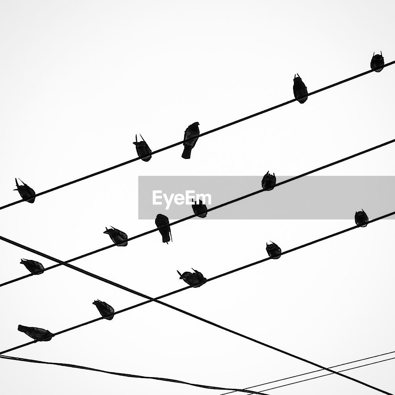 LOW ANGLE VIEW OF BIRDS PERCHING ON POWER CABLES