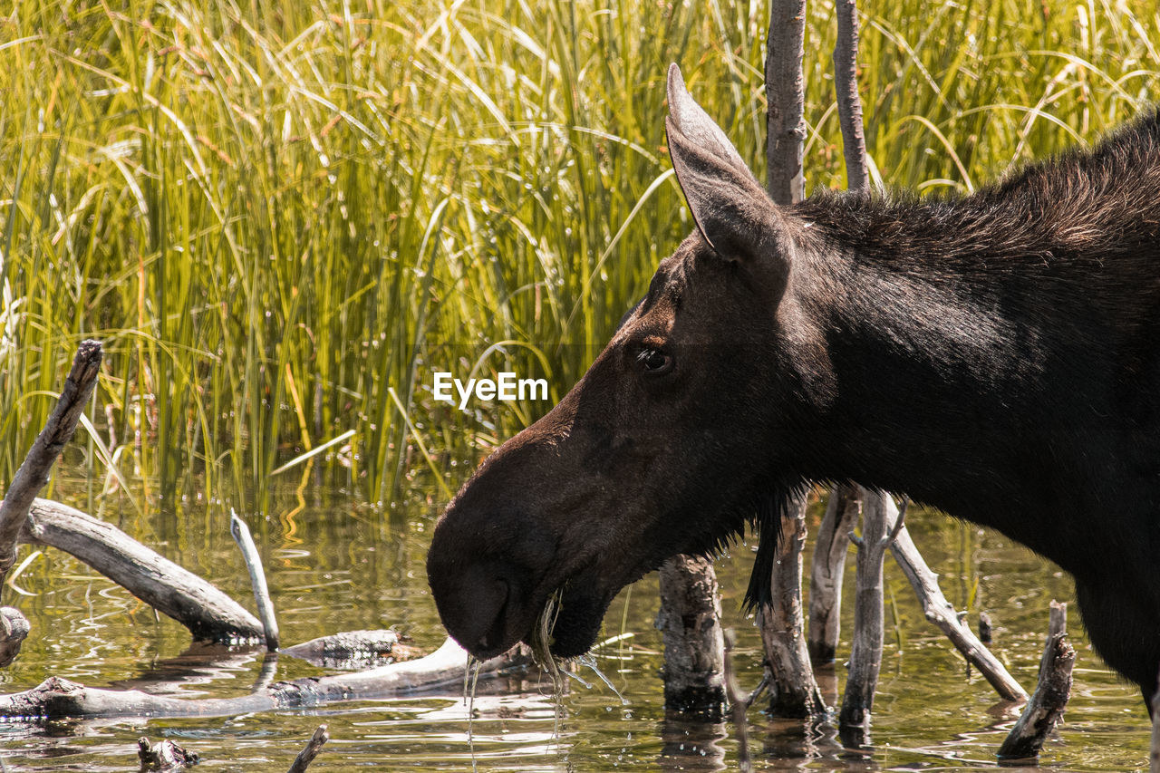 animal themes, animal, mammal, animal wildlife, wildlife, water, nature, grass, plant, moose, one animal, no people, lake, domestic animals, outdoors, cattle, drink, side view, day, animal body part, pasture, livestock
