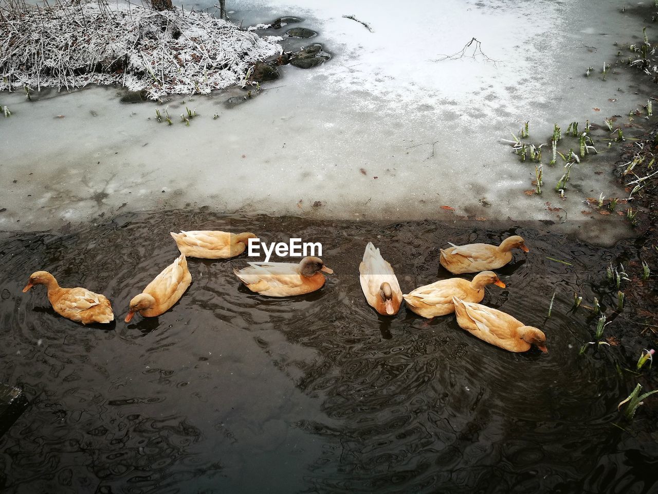 High angle view of ducks swimming on lake