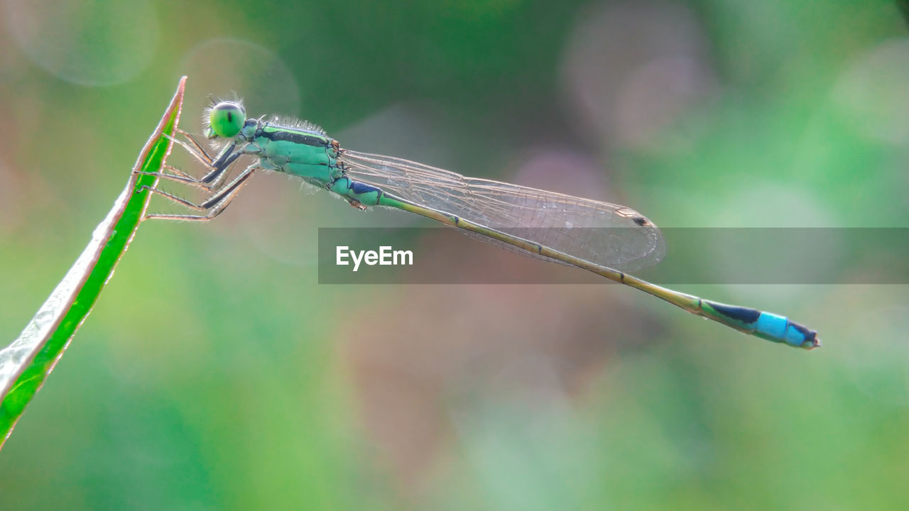 CLOSE-UP OF DRAGONFLY ON A PLANT