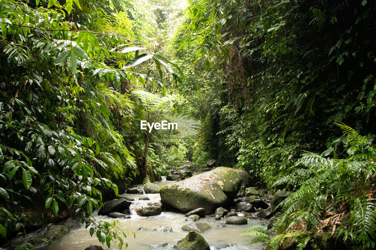 VIEW OF STREAM ALONG TREES