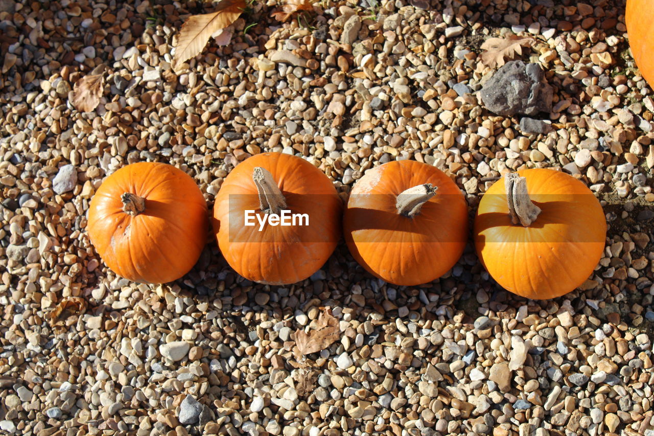 High angle view of pumpkins on pebbles