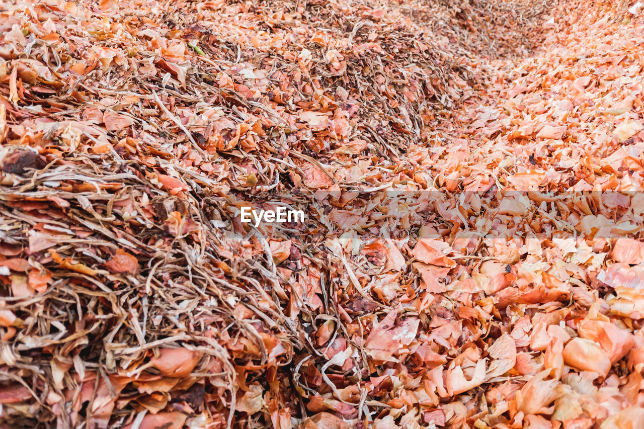 FULL FRAME SHOT OF DRY LEAVES ON GROUND