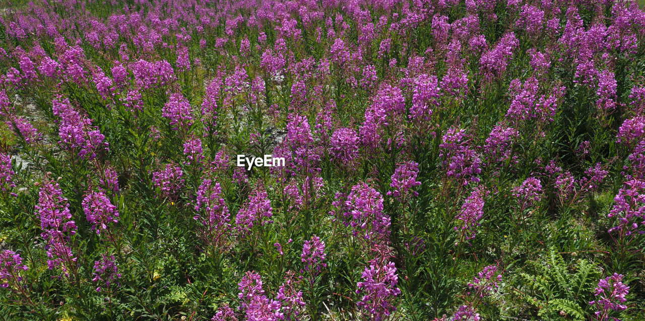 FRESH PURPLE FLOWERS BLOOMING IN FIELD