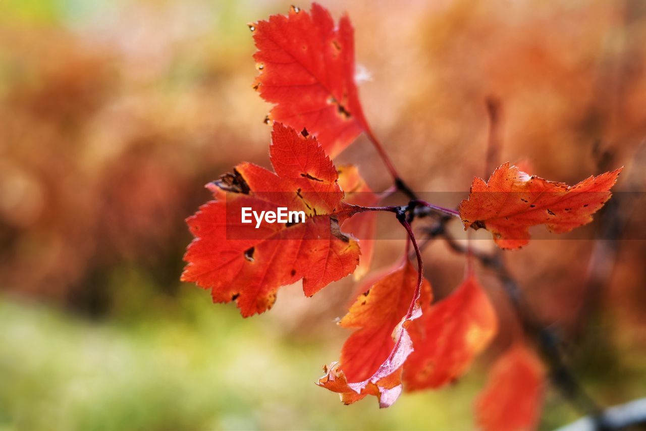 Close-up of red maple leaves on plant